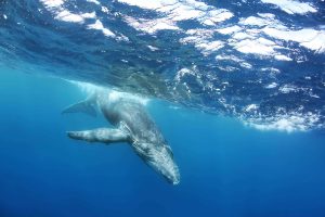 Whalephotographytonga 300x200 - Humpback Whales