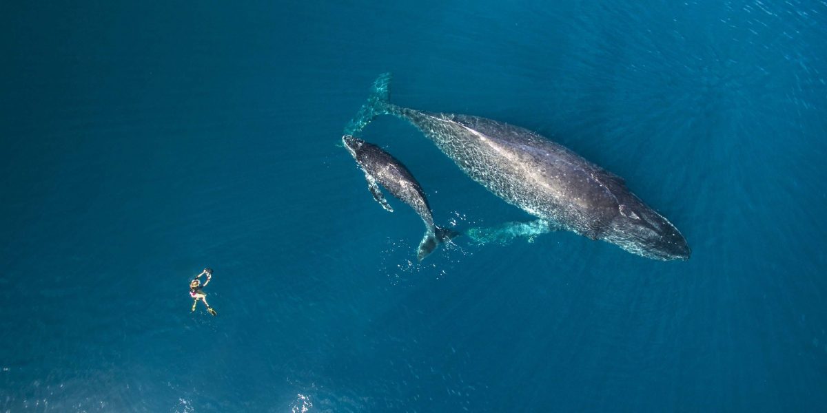 Swim with Whales scaled 1200x600 - Humpback Whales